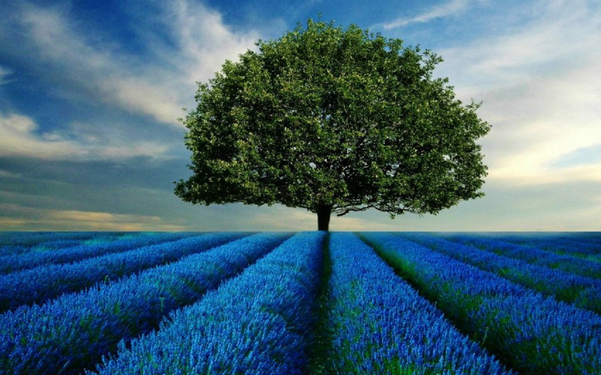 tree--blue-fields-wallpapers_37770_1920x1200